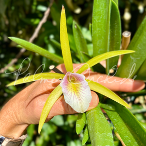 Bc. Seagulls Surf — Palmer Orchids
